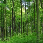 Buchenwald im Naturpark Arnsberger Wald