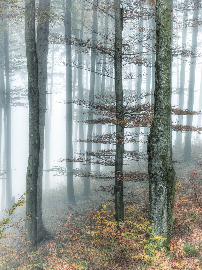 Buchenwald im Nebel