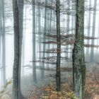 Buchenwald im Nebel