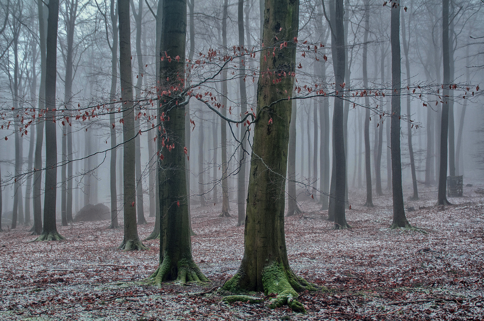 Buchenwald im Nebel.