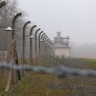 Buchenwald im Nebel