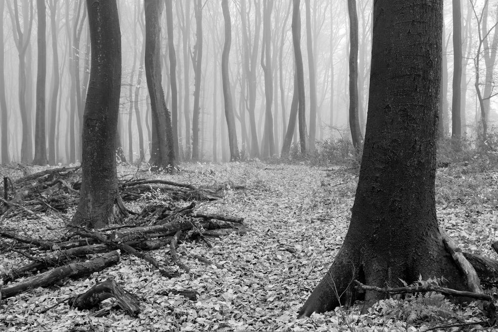 Buchenwald im Nebel und verwitterte Äste