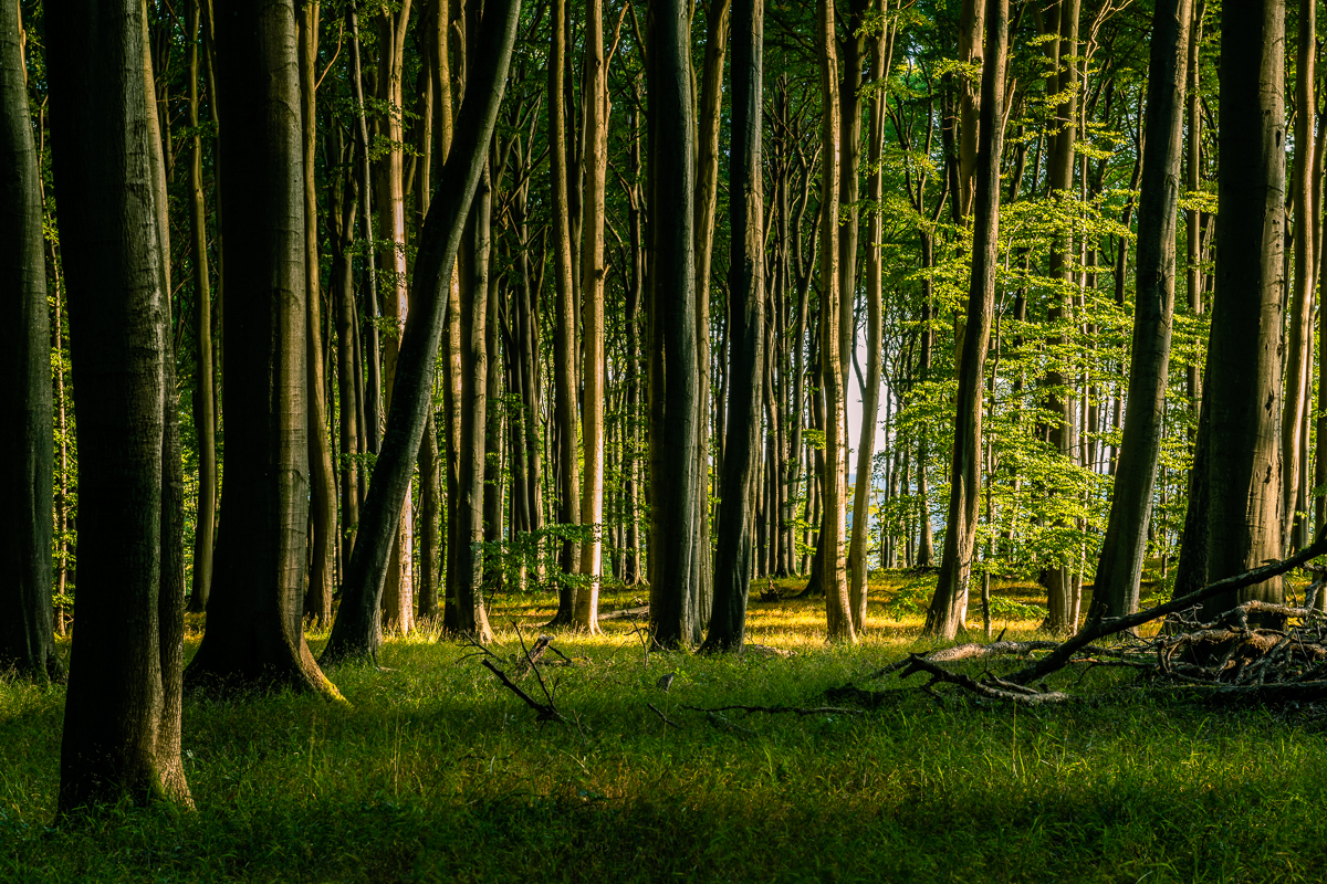 Buchenwald im NP Jasmund auf Rügen