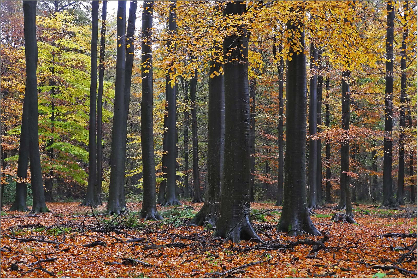 Buchenwald im Regen   . . .