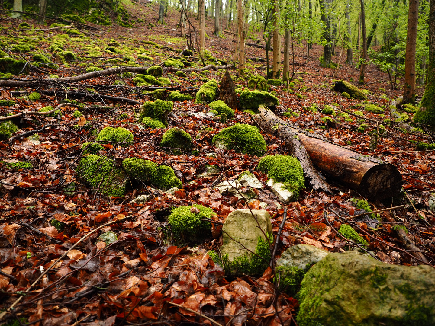 Buchenwald im Regen