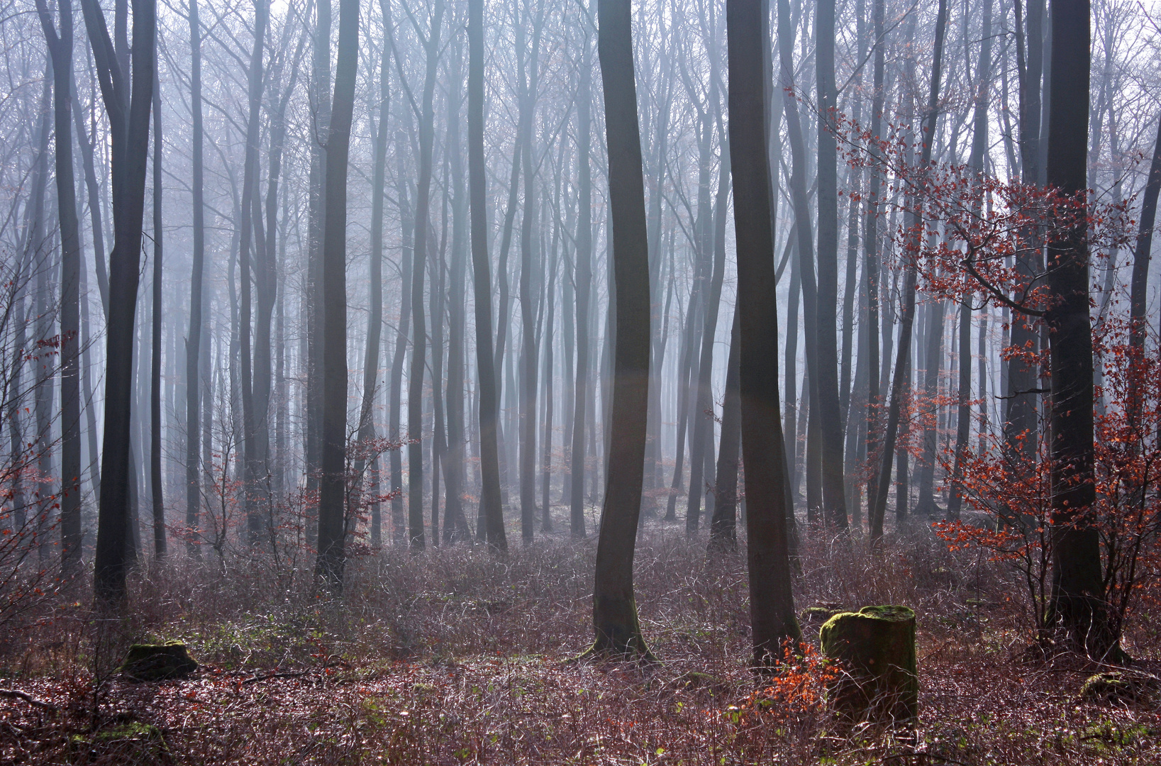 Buchenwald im Vorfrühling