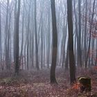 Buchenwald im Vorfrühling