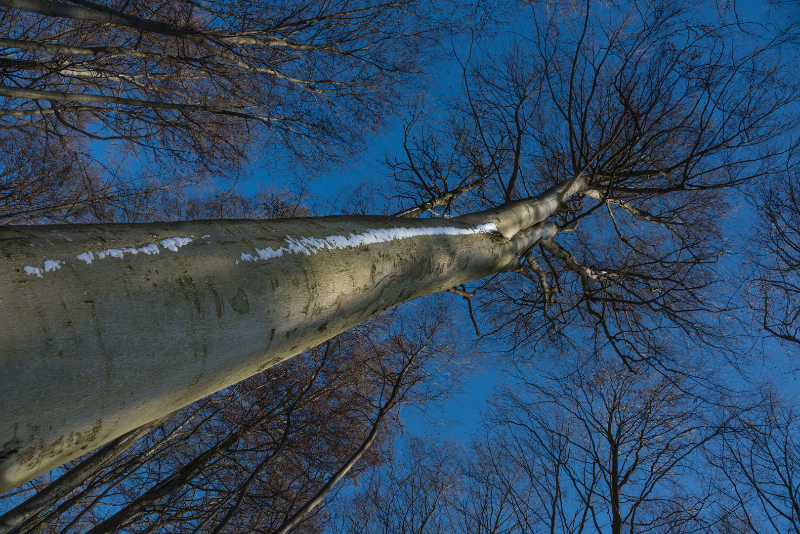 Buchenwald im Winter