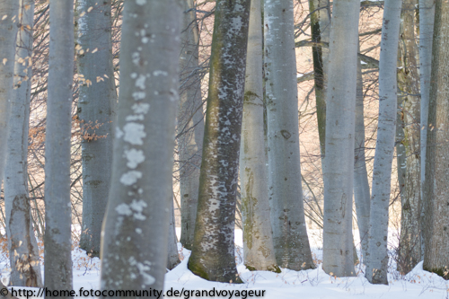 Buchenwald im Winter