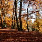 Buchenwald in der Emsaue