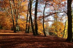 Buchenwald in der Emsaue