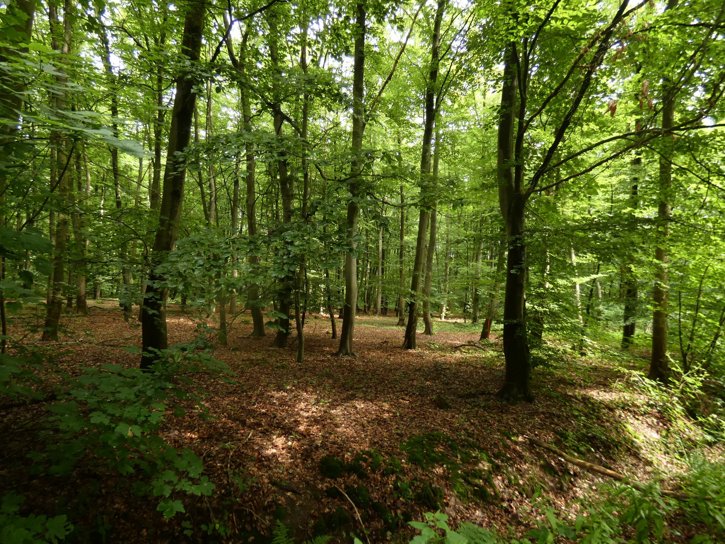 Buchenwald  in der Lippeaue