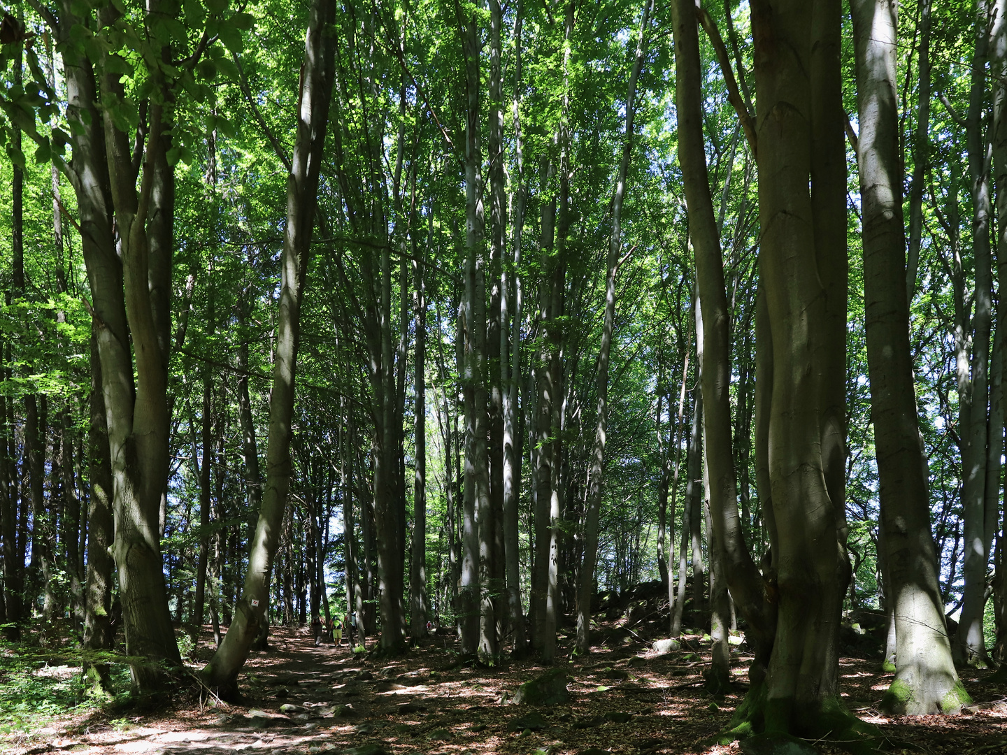 Buchenwald in der Rhön (2019_06_29_EOS 6D Mark II_4530_ji)