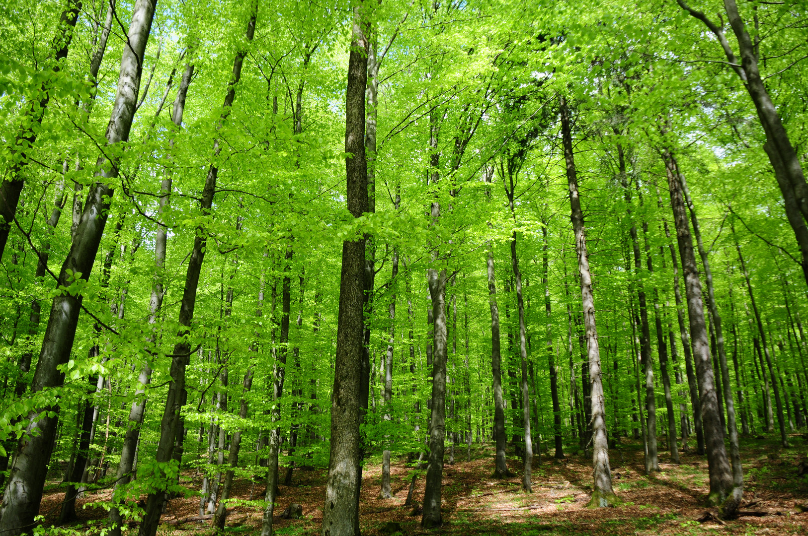 Buchenwald in Frühling