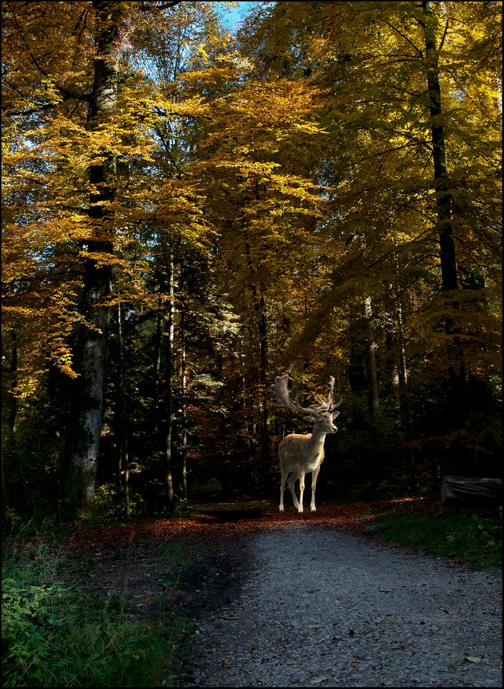 Buchenwald mit Damhirsch