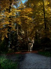 Buchenwald mit Damhirsch