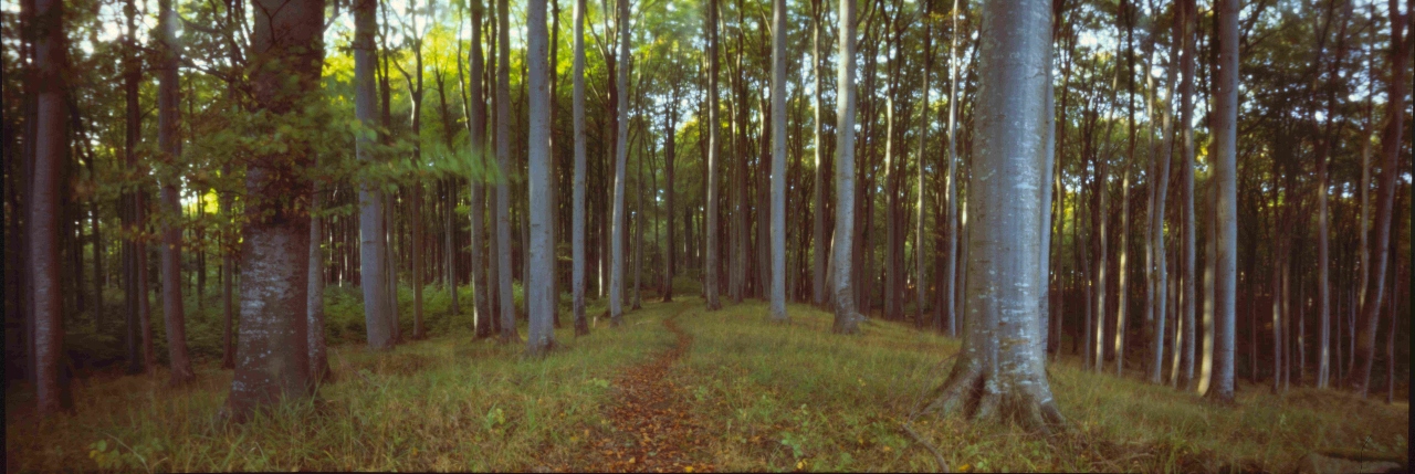 Buchenwald Nationalpark Jasmund auf Rügen. RealitySoSubtle Panorama Lochkamera 6x17