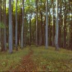 Buchenwald Nationalpark Jasmund auf Rügen. RealitySoSubtle Panorama Lochkamera 6x17