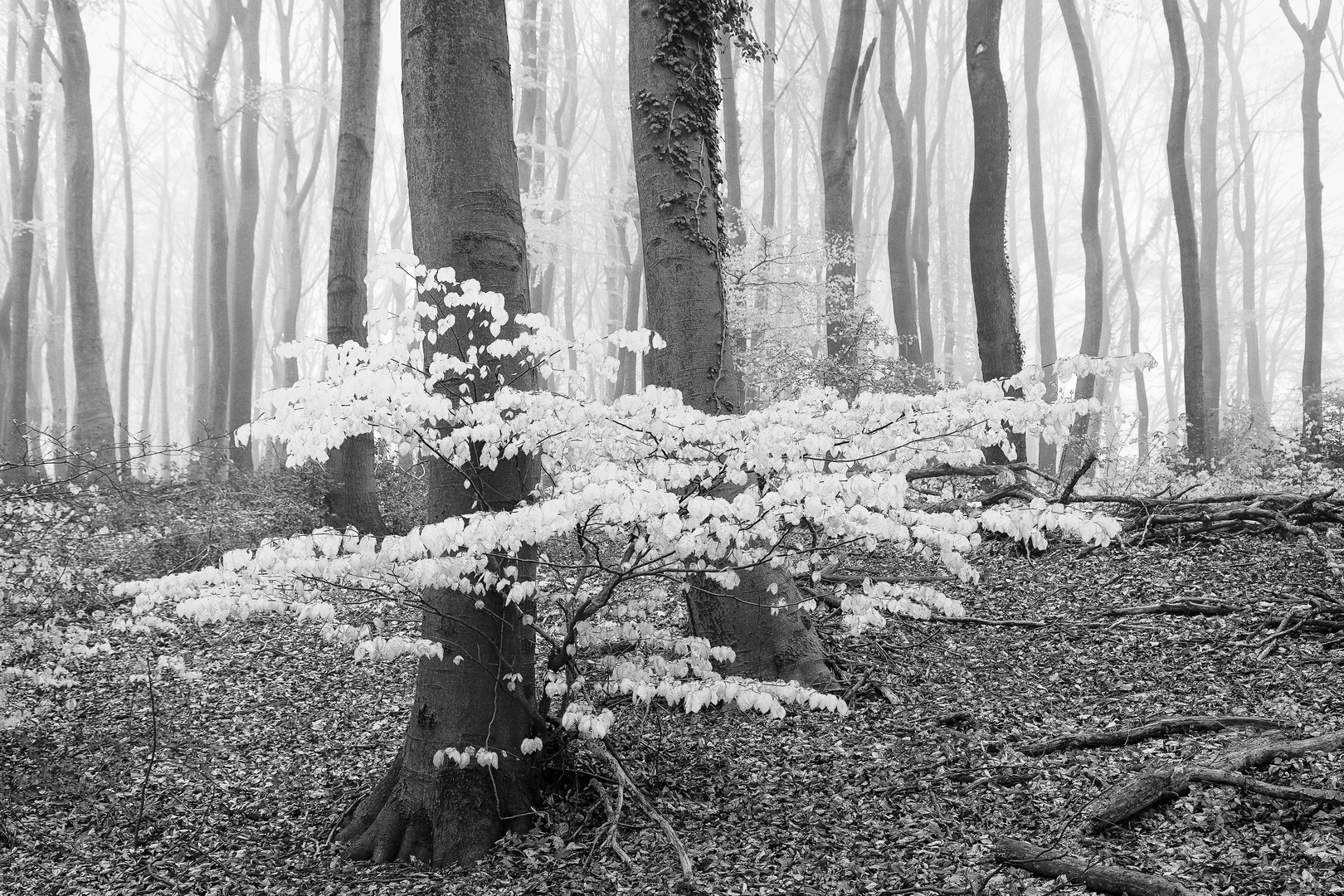 Buchenwald, Nebel Frühaustrieb