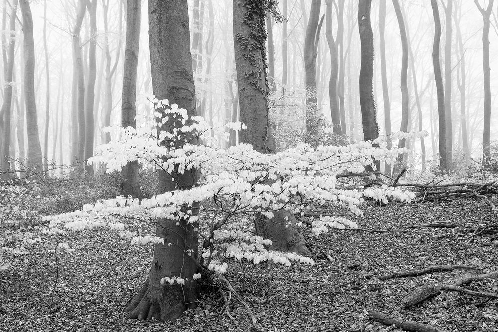 Buchenwald, Nebel Frühaustrieb