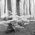 Buchenwald, Nebel Frühaustrieb