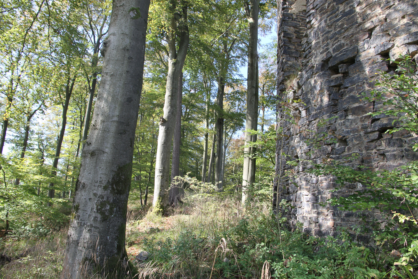 Buchenwald neben Ruine