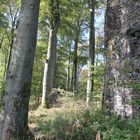 Buchenwald neben Ruine