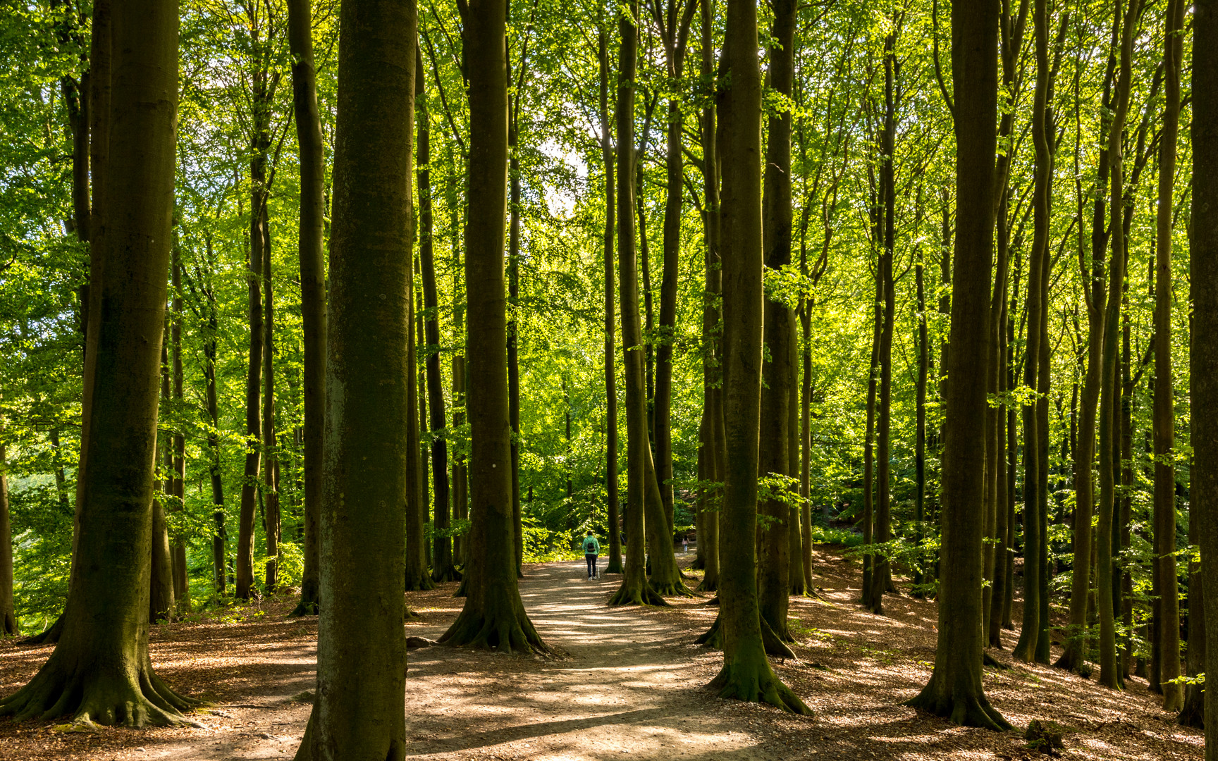 Buchenwald (reedit)