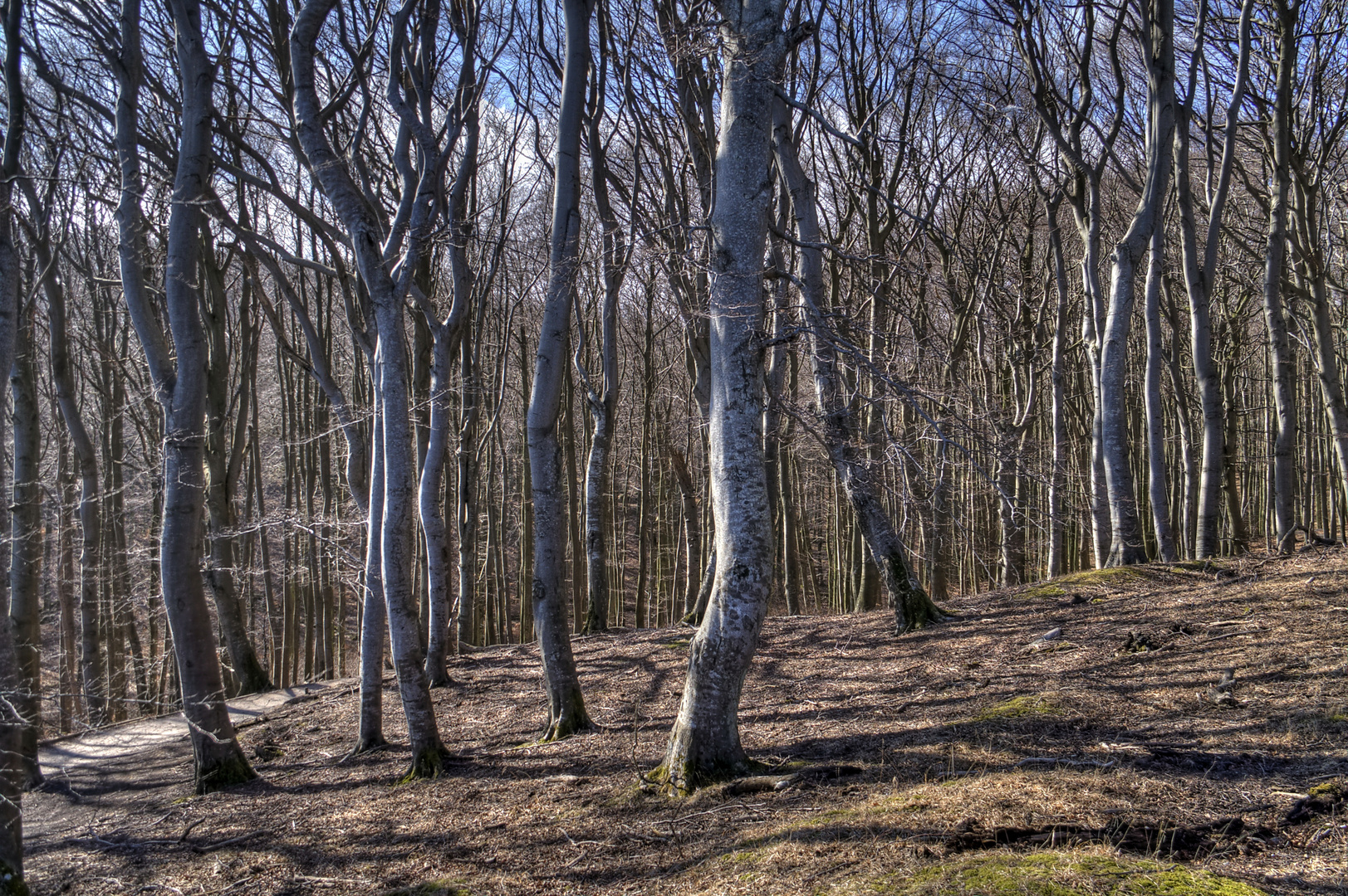 Buchenwald - Rügen