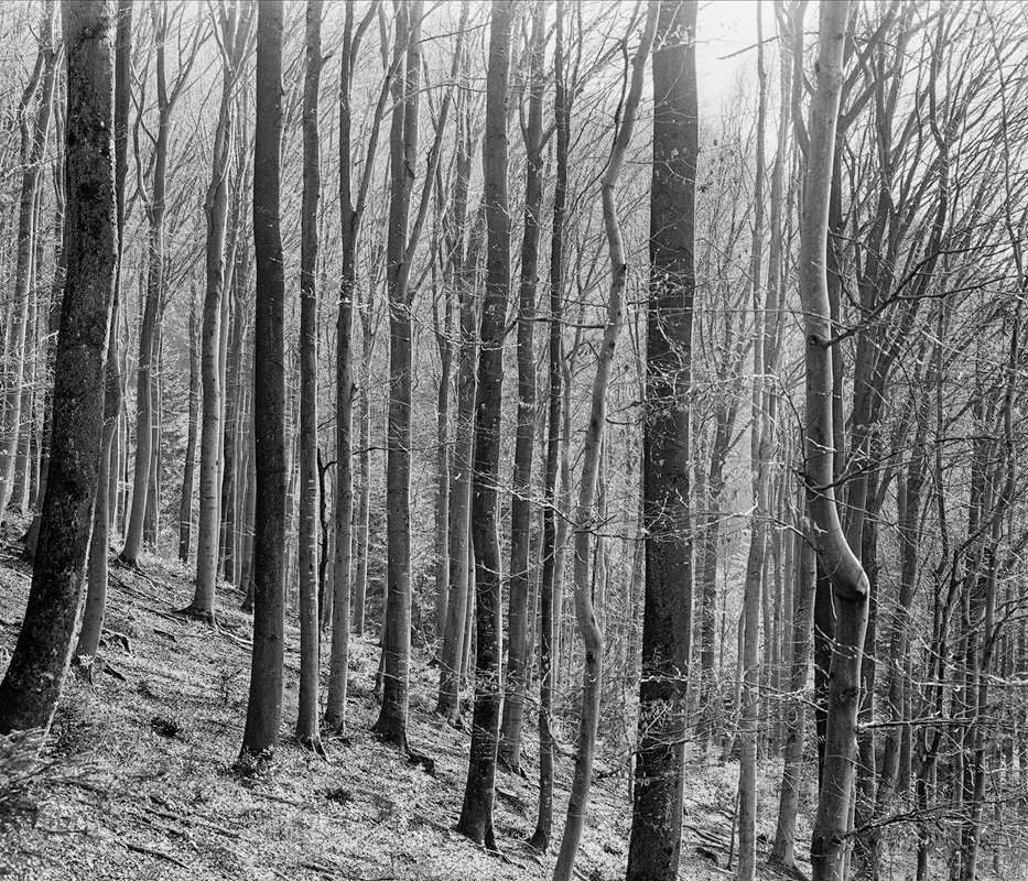 Buchenwald - Sonnenschein