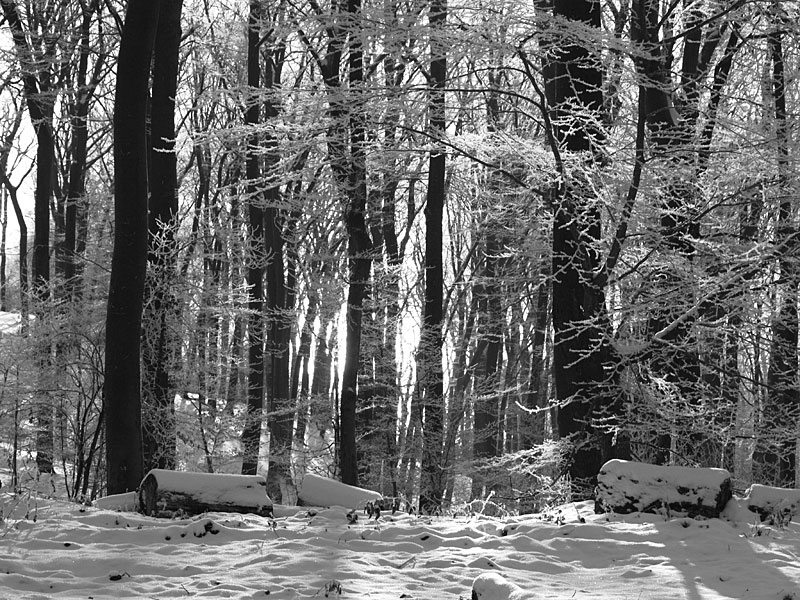 Buchenwald über dem Laacher See