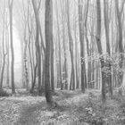 Buchenwald und Weg im Nebel
