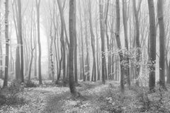 Buchenwald und Weg im Nebel