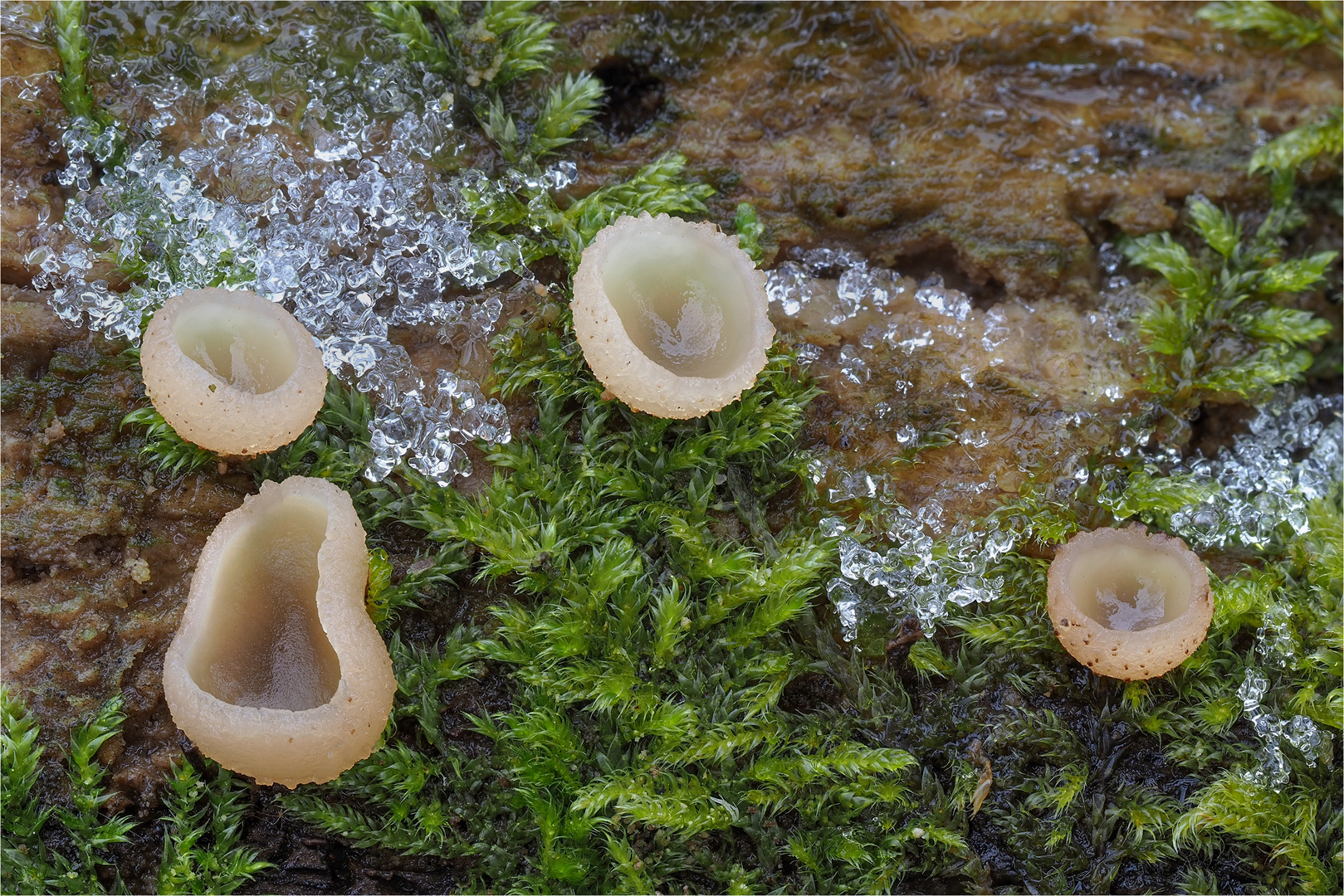 Buchenwaldbecherling (Peziza arvernensis)