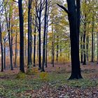 Buchenwaldpanorama