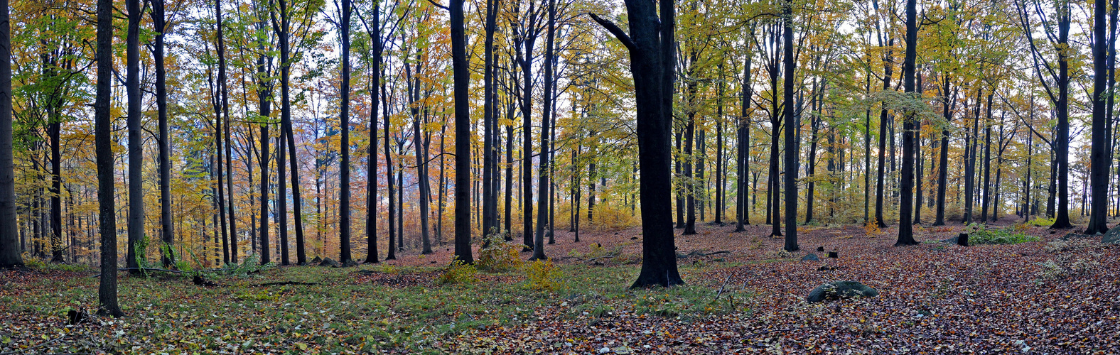 Buchenwaldpanorama