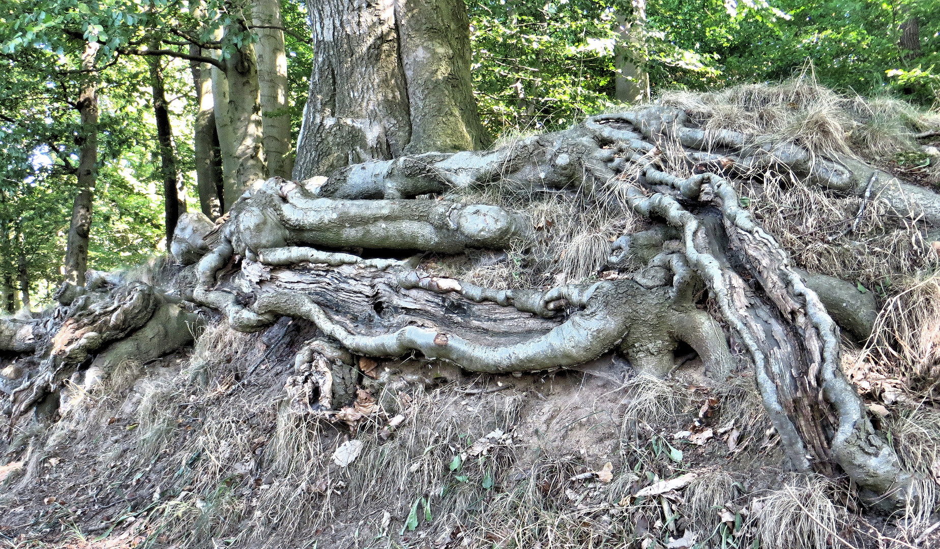 Buchenwurzel Dickes Holz