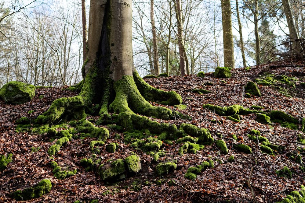 Buchenwurzel im Licht  (2)