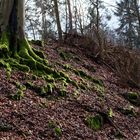 Buchenwurzel im Licht