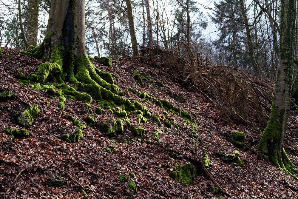 Buchenwurzel im Licht