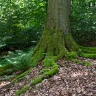 Buchenwurzel im Sommerwald