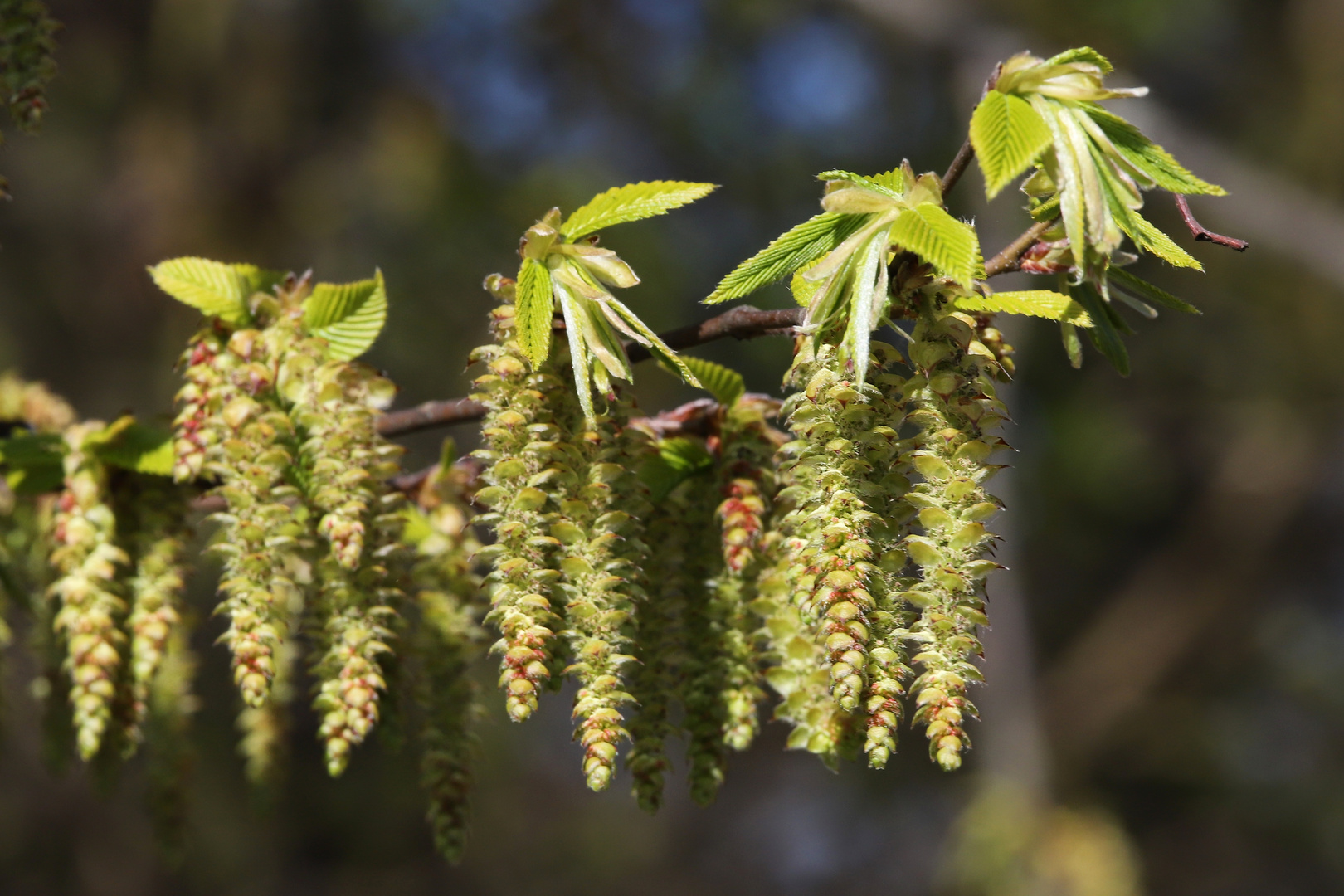 Buchenzweig (2019_04_01_EOS 6D Mark II_1202_ji)