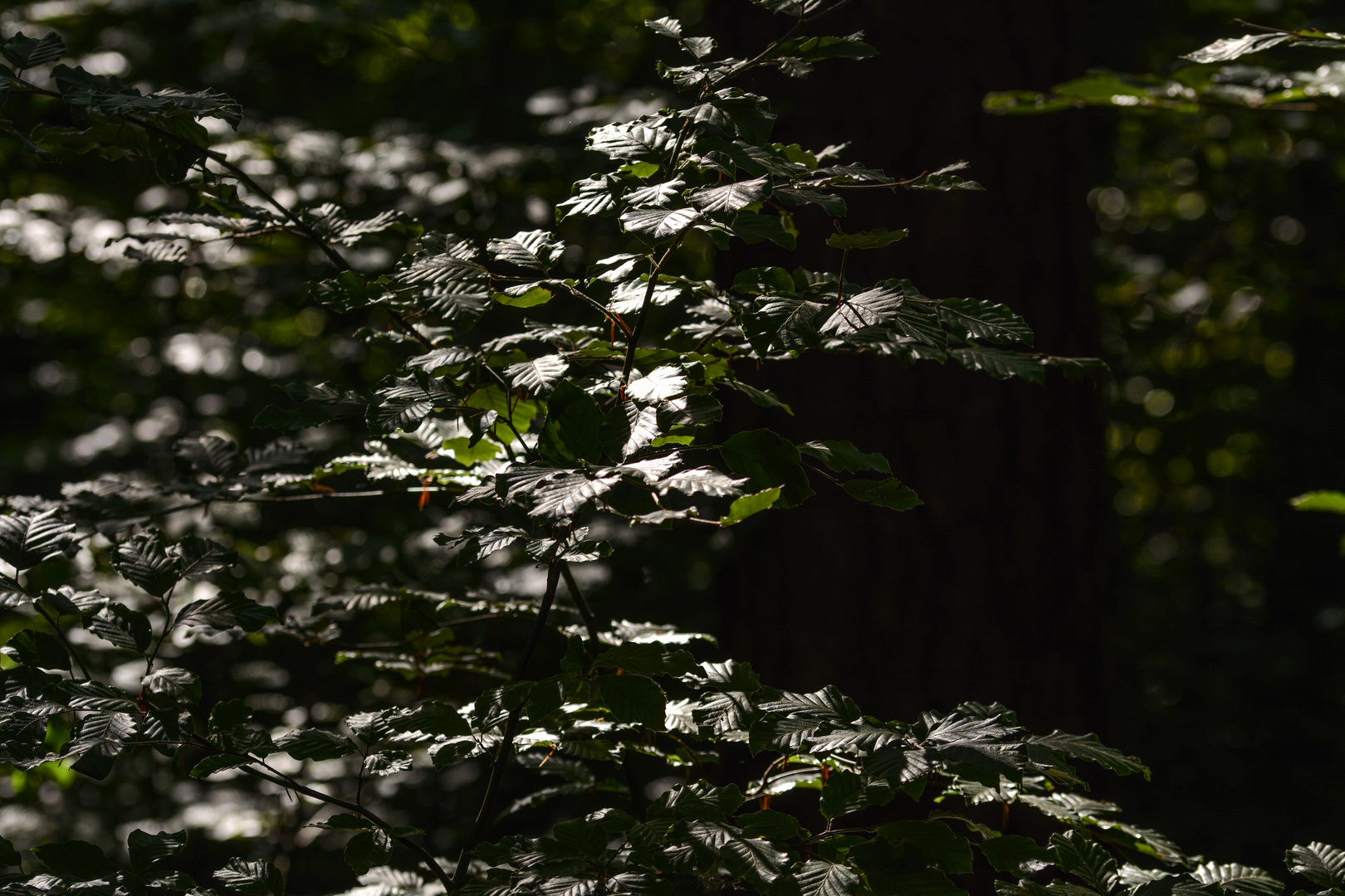 Buchenzweige in der Mittagssonne - Licht und Schatten