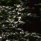 Buchenzweige in der Mittagssonne - Licht und Schatten