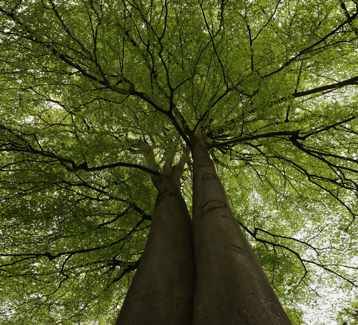 Buchenzwillinge (2019_05_02_EOS 6D Mark II_2007_pano_ji)