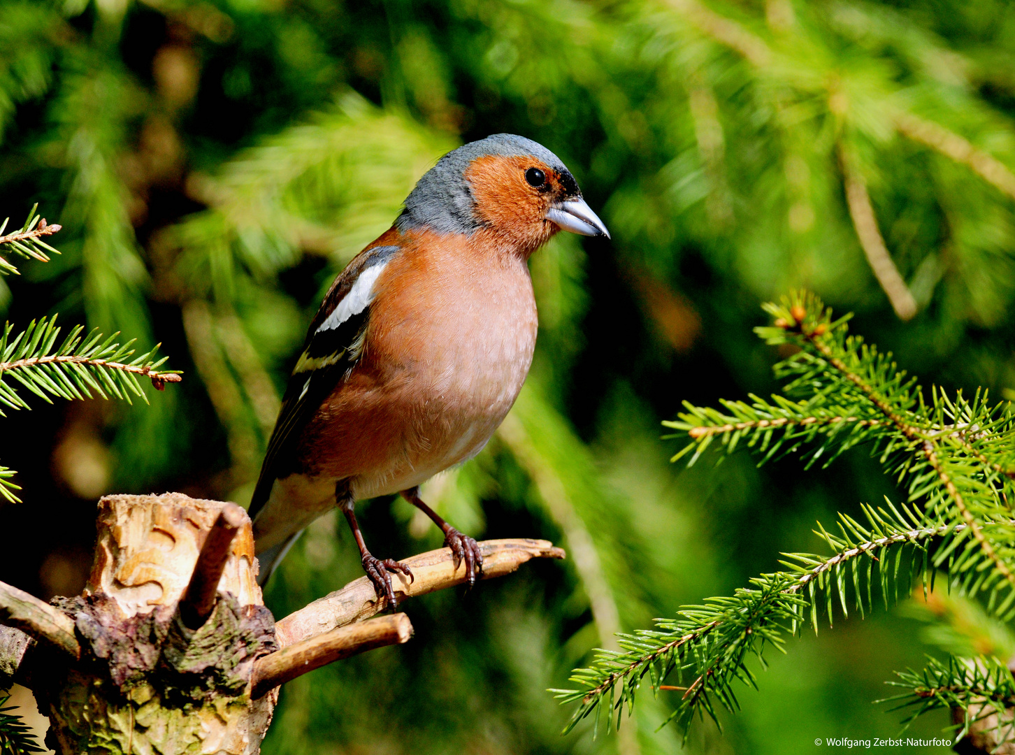 --- Buchfink 1 ---   ( Fringilla coelebs )