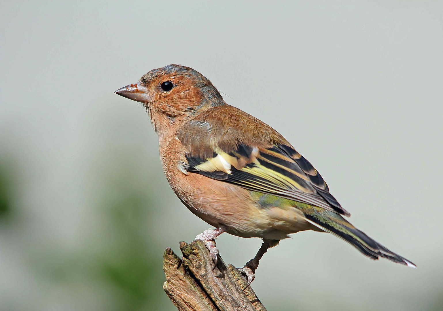 Buchfink Foto & Bild | tiere, wildlife, wild lebende vögel Bilder auf ...