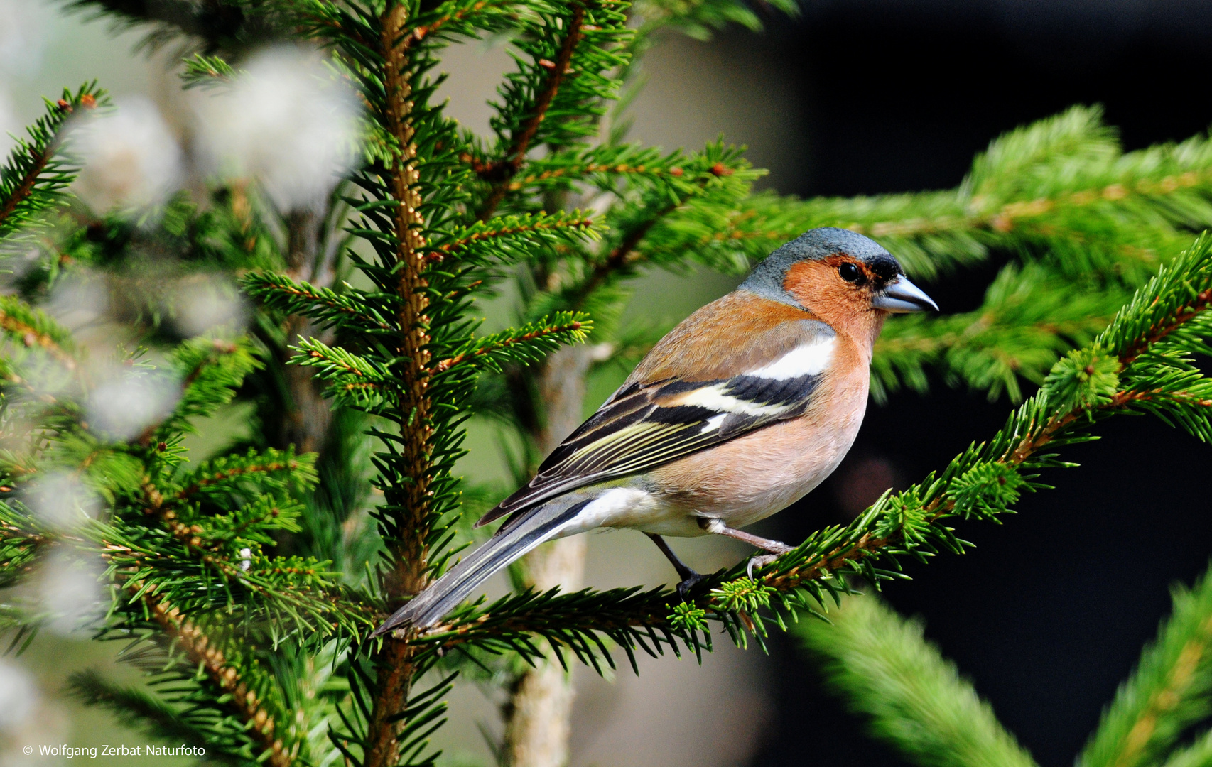 --- Buchfink 2 ---   ( Fringilla coelebs )