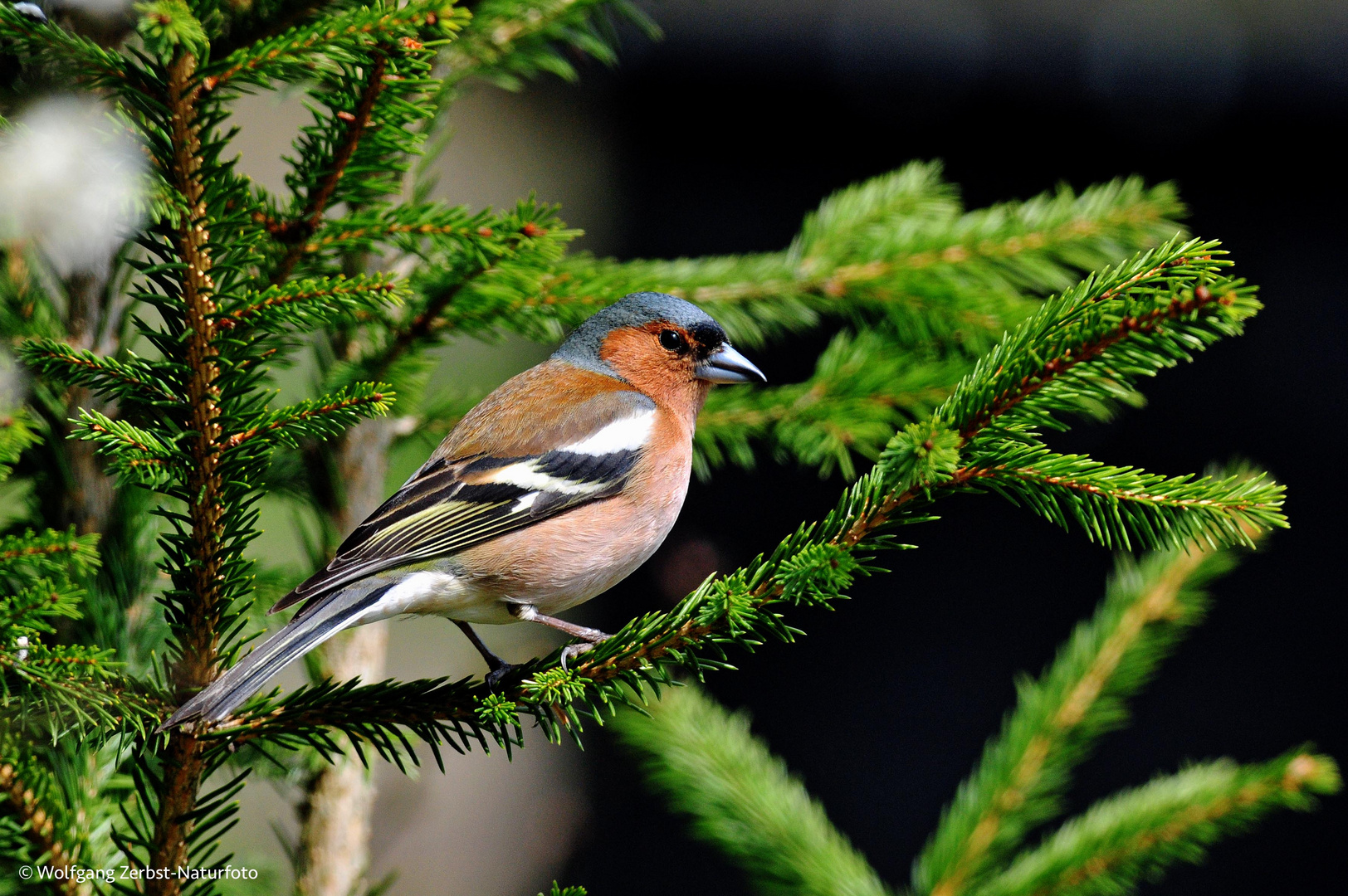 ---Buchfink 2 männl. ---  ( Fringilla coelebs )