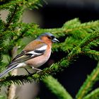 ---Buchfink 2 männl. ---  ( Fringilla coelebs )